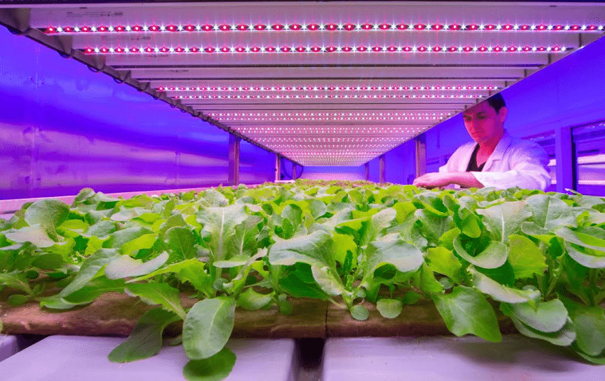 Así es como la Luz LED se relaciona con la producción de alimentos  sostenibles