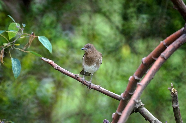 Claves para mantener la biodiversidad en Colombia Bird Nature Colombia Avian - TRAPHITHO / Pixabay